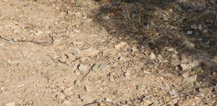 Reto visual: ¿Dónde está la libélula?