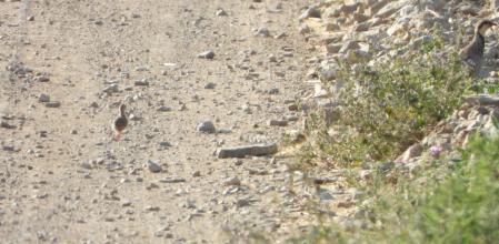 La madre y la cría de la perdiz roja en el Camí del Tit, retratadas en junio.