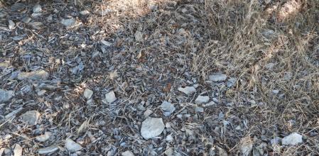 Reto visual del saltamontes: primer intento, ¿dónde está?