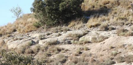 Reto visual: ¿Dónde están los conejos?