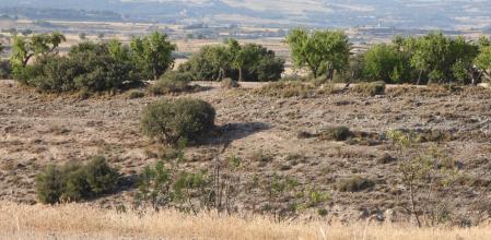 Reto del abejaruco: ¿Eres capaz de ver dónde está?