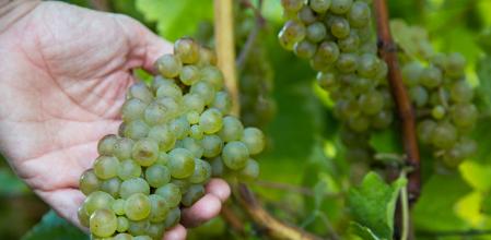 Uva para la elaboración de txakoli