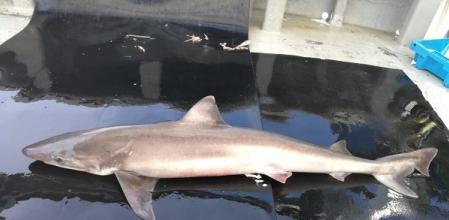 El cazón ('Galeorhinus galeus') es una de las especies de talla mediana que casi ha desaparecido de la Costa Brava pese a su abundancia histórica