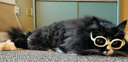 Conoce a Truffles, la gata que ayuda a los niños con gafas a superar sus complejos