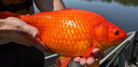 Encuentran decenas de peces de feria gigantes en un lago tras haber sido abandonados por sus dueños