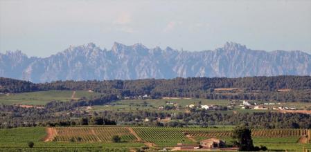 Viñedos situados en el Pla del Bàges, con Montserrat al fondo