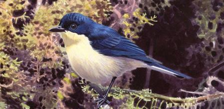 Reproducción artística de una ejemplar de la nueva especie 'Melanocharis citreola'  .