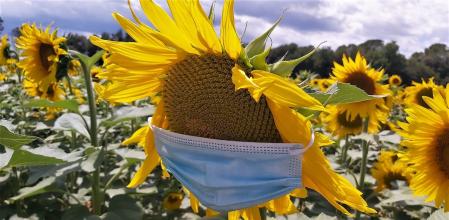 Campo de girasoles del Empordà.