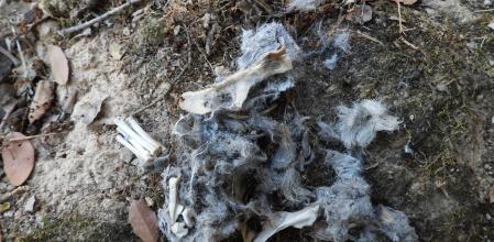 Detalle de a egagrópila de un ave carnívora de Urgell.