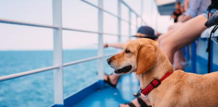 Small brown dog traveling on the ferry with his owners and panting while looking at the sea