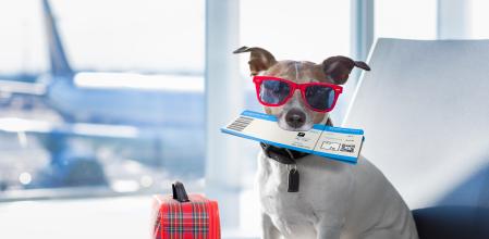 holiday vacation jack russell dog waiting in airport terminal ready to board the airplane or plane at the gate, luggage or bag to the side