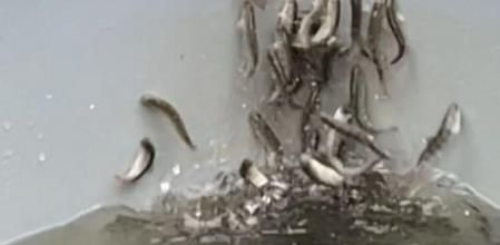 Unos salmones se vuelven locos tras ser supuestamente intoxicados con cocaína en Alemania