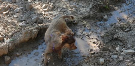 Un perro de raza pequeña jugando en un charco.