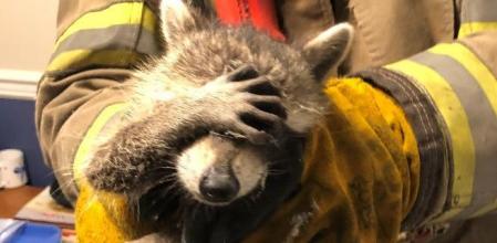 El gesto del mapache se ha hecho viral en redes sociales