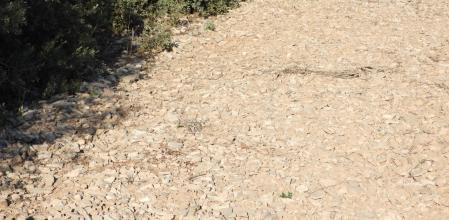 Reto visual: ¿Dónde está la libélula?