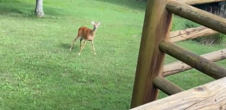 El tierno vídeo de una madre cierva corriendo hacia un niño recién nacido que está llorando
