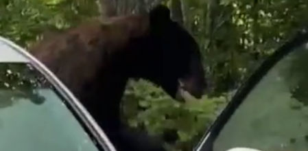Un oso sale del coche mientras el propietario le abre la puerta y le grita para asustarlo