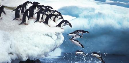 Pingüinos Adelia (Pygoscelis adeliae), una de las tres especies en la que se ha detectado presencia de microplásticos en sus heces.