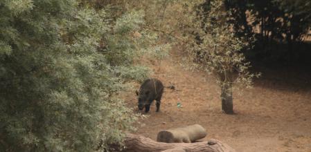 Jabalíes en Collserola.