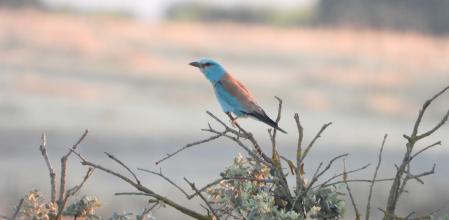 Detalle de un Gaig blau, captada en La Figuerosa.