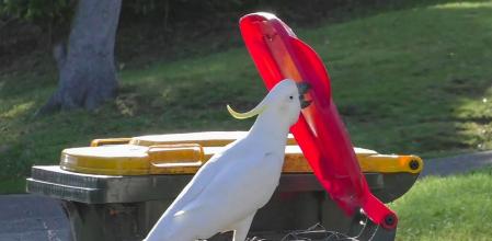 La lucha de Australia contra las cacatúas que abren contenedores de basura y se enseñan entre ellas