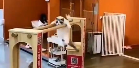 Así serían los Juegos Olímpicos si los deportes fuesen practicados por animales