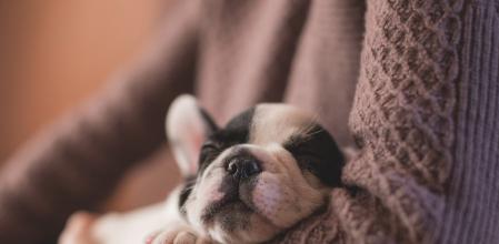 En España los hogares tienen más mascotas que hijos