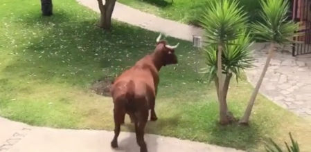 Una vaca retinta se cuela en una urbanización de Tarifa y siembra el pánico entre los vecinos