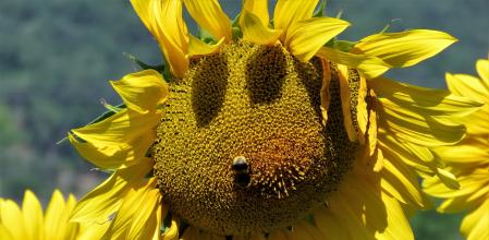 Girasol con nariz y ojos en Girona.