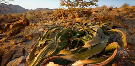 Welwitschia en el bosque petrificado de Khorixas (Namibia).