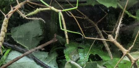 ¿Puedes localizar los 9 insectos que se camuflan en esta imagen?