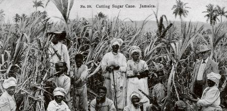 (Original Caption) No. 29. Cutting Sugar Cane. Jamaica. (Photo by �� Rykoff Collection/CORBIS/Corbis via Getty Images)