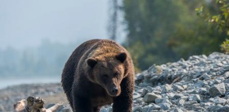Los osos cada vez se acercan más a los núcleos urbanos