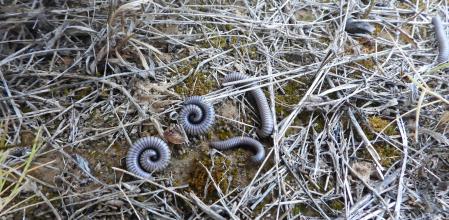 Milpiés (Ommatoiulus rutilans)