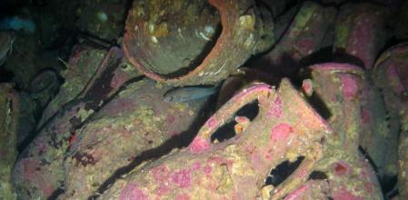 Un grupo de ánforas recuperadas del fondo del mar