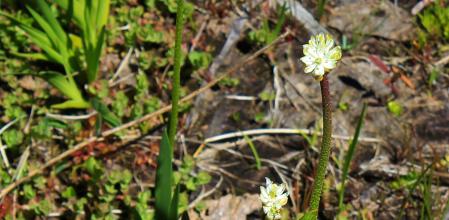 Flor de 'Triantha occidentalis'