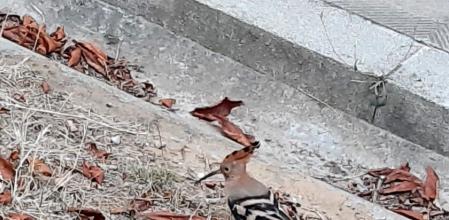 Abubilla en pleno centro de la ciudad condal