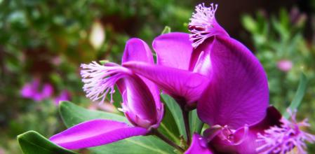 La 'Polygala myrtifolia' desprende una bacteria mortal para algunas especies de plantas