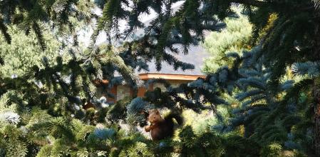 Ardilla en la Cerdanya, mirando a cámara