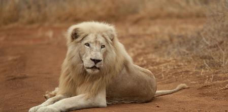 Son blancos debido a un gen recesivo que les causa leucismo