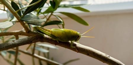 La langosta se mimetiza con el olivo