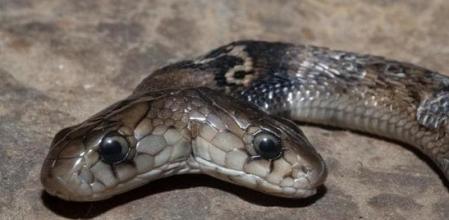 Esta es la sorprendente cobra de dos cabezas que ha aparecido en la India