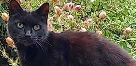 Un gato le salva la vida a su dueña de 83 años tras caer por un barranco
