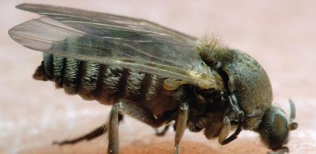 La picadura de este insecto produce bastante dolor