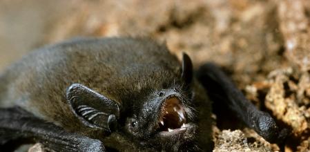 La comunidad científica también asocia los vuelos de distancia exagerada con el cambio climático