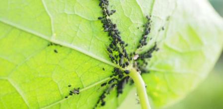 La receta natural de repelente de pulgón: salvará tus plantas y árboles.