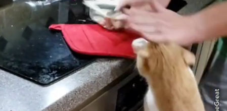 Trekkie, el gato que siempre tiene hambre y aterroriza a sus dueños por comida