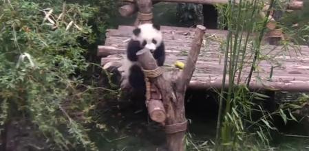 El oso panda que se ha hecho viral por agararrse a la pierna de su cuidador