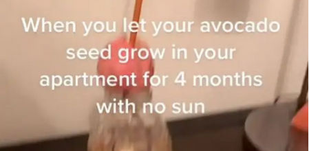 La sorprendente transformación de una semilla de aguacate tras quedar meses en la oscuridad