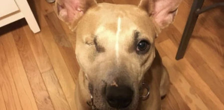 Mia, la perrita con un solo ojo que nadie quería adoptar finalmente ha encontrado un hogar